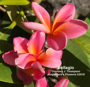 Bellagio plumeria flower - Jungle Jack source photo