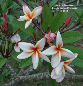 Bird of Paradise plumeria flower - Jungle Jack source photo