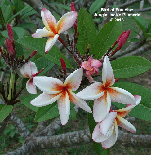 Bird of Paradise plumeria flower - Jungle Jack source photo