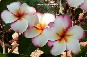 Bliss plumeria flower - Jungle Jack source photo
