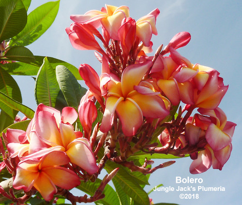 Bolero plumeria flower - Jungle Jack source photo