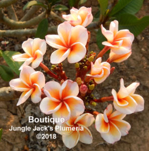 Boutique plumeria flower - Jungle Jack source photo