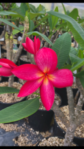 Bruges plumeria flower - Jungle Jack source photo
