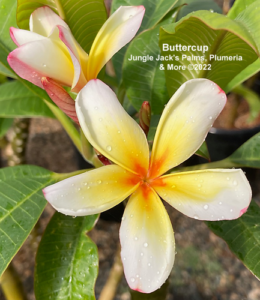 Buttercup plumeria flower - Jungle Jack source photo