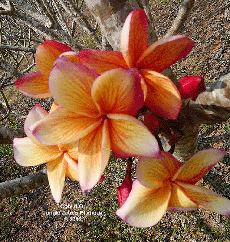 Côte d'Or plumeria flower - Jungle Jack source photo