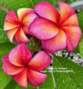 Cabaret plumeria flower - Jungle Jack source photo