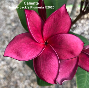 Caliente plumeria flower - Jungle Jack source photo