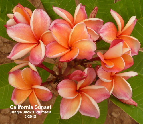 California Sunset plumeria photo