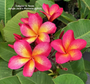 Calypso plumeria flower - Jungle Jack source photo