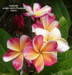 Captivate plumeria flower - Jungle Jack source photo