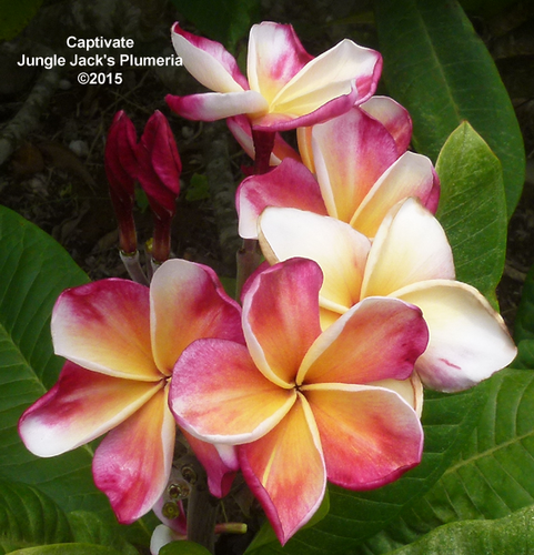 Captivate plumeria flower - Jungle Jack source photo