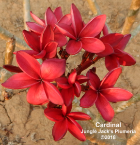 Cardinal plumeria flower - Jungle Jack source photo