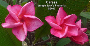 Caress plumeria flower - Jungle Jack source photo