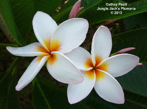 Cathay Pearl plumeria flower - Jungle Jack source photo