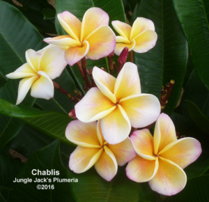 Chablis plumeria flower - Jungle Jack source photo