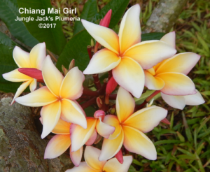Chiang Mai Girl plumeria flower - Jungle Jack source photo