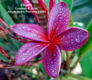 Chianti plumeria flower - Jungle Jack source photo