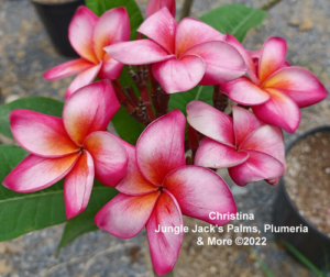 Christina plumeria flower - Jungle Jack source photo