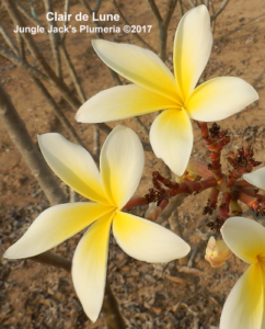 Clair de Lune plumeria flower - Jungle Jack source photo