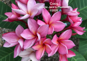 Coco plumeria flower - Jungle Jack source photo