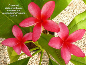 Coronet plumeria flower - Jungle Jack source photo