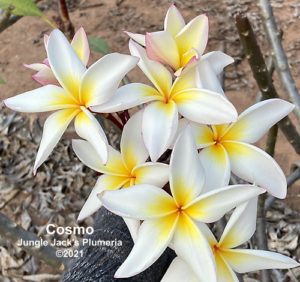 Cosmo plumeria flower - Jungle Jack source photo