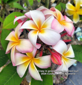 Crazy plumeria flower - Jungle Jack source photo
