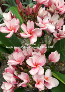 Cyclone plumeria flower - Jungle Jack source photo
