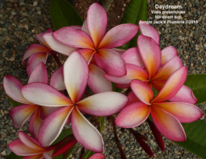 DayDream plumeria flower - Jungle Jack source photo