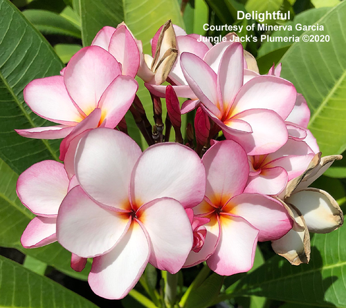 J 5 plumeria photo