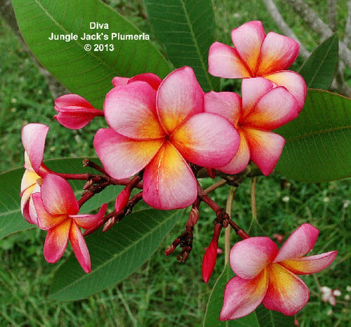 Diva plumeria flower - Jungle Jack source photo