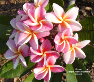 Divine plumeria flower - Jungle Jack source photo