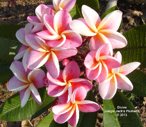 Divine plumeria flower - Jungle Jack source photo