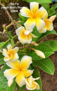 Don Fai plumeria flower - Jungle Jack source photo