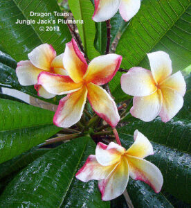 Dragon Tears plumeria flower - Jungle Jack source photo
