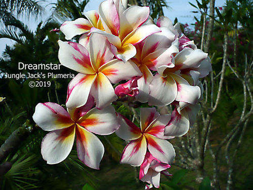 Dream Star plumeria flower - Jungle Jack source photo