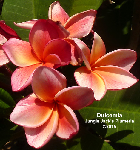 Dulcemia plumeria flower - Jungle Jack source photo