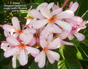Dwarf Singapore Pink plumeria flower - Jungle Jack source photo