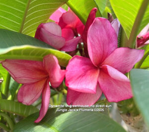Dynamite plumeria flower - Jungle Jack source photo