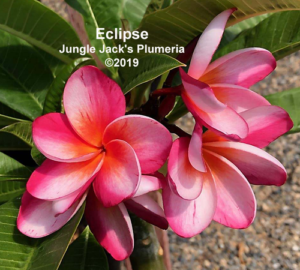 Eclipse plumeria flower - Jungle Jack source photo
