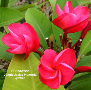 El Corazon plumeria flower - Jungle Jack source photo