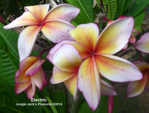 Electric plumeria flower - Jungle Jack source photo