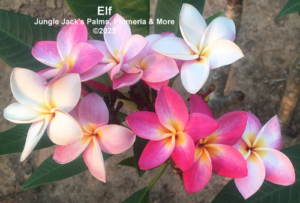Elf plumeria flower - Jungle Jack source photo
