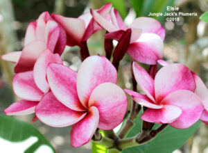 Elsie plumeria flower - Jungle Jack source photo