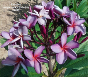Empress plumeria flower - Jungle Jack source photo