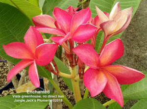 Enchanted plumeria flower - Jungle Jack source photo