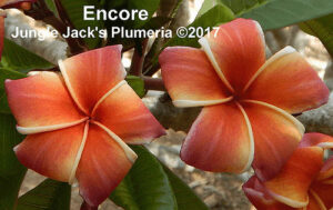 Encore plumeria flower - Jungle Jack source photo