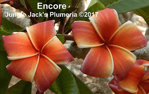 Encore plumeria flower - Jungle Jack source photo