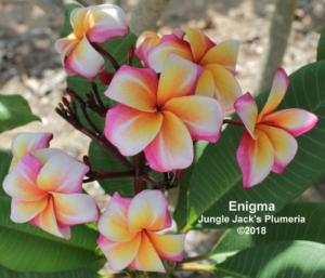 Enigma plumeria flower - Jungle Jack source photo
