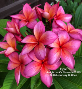 Epic plumeria flower - Jungle Jack source photo